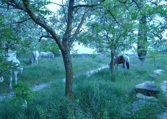 Campo De Reyes