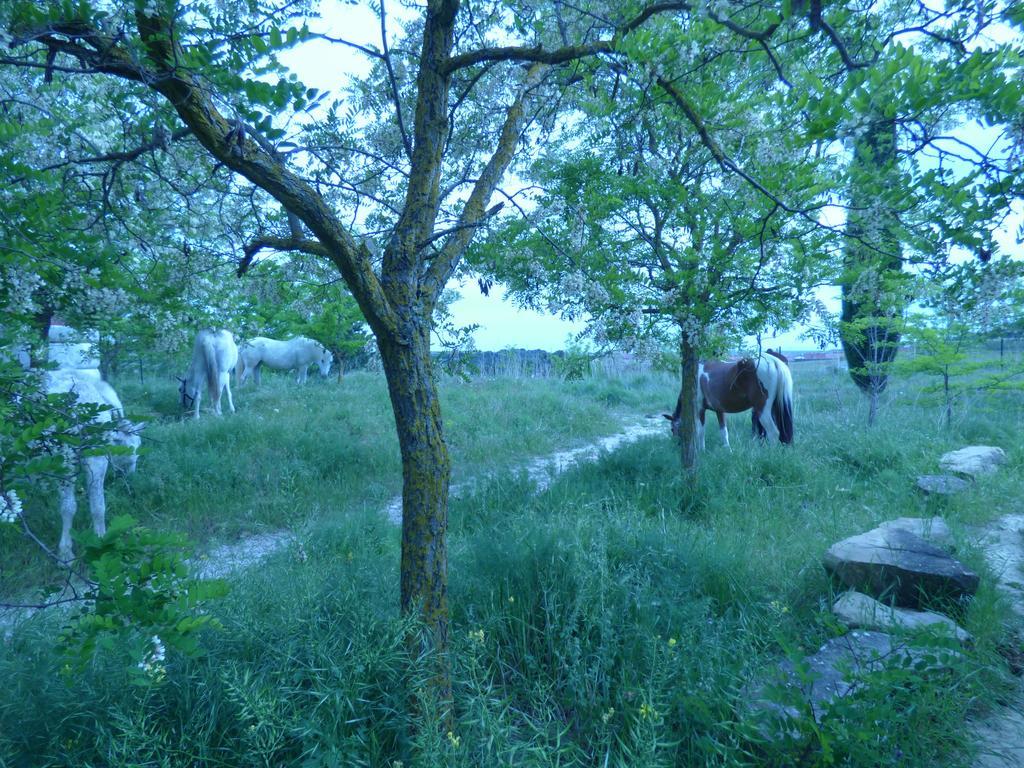 Campo De Reyes 2* Tafalla